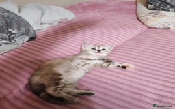 Mixed Breed cats for sale: Cute Bengal mix Kittens looking for loving homes🐱 - Image 26