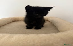 Mixed Breed cats for sale: Kittens for sale - Image 6
