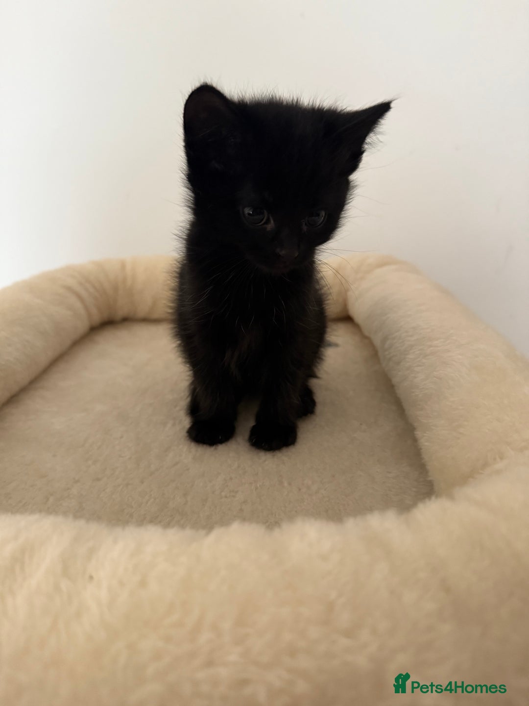 Mixed Breed cats for sale: Kittens for sale - Image 6