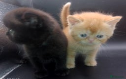 Exotic cats for sale:  Exotic British shorthair  - Image 13
