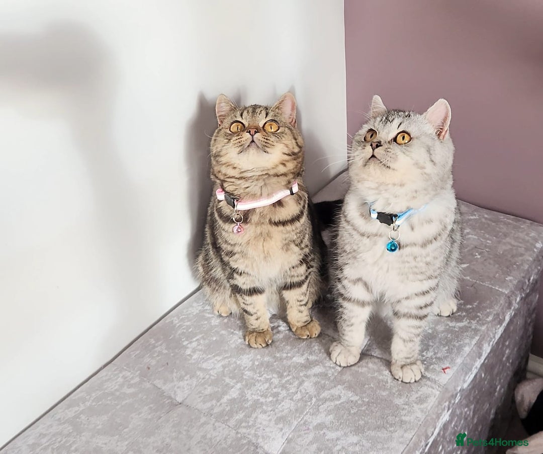 British Shorthair cats for sale: Amazing Quality Pedigree British Shorthair Kittens - Advert 12
