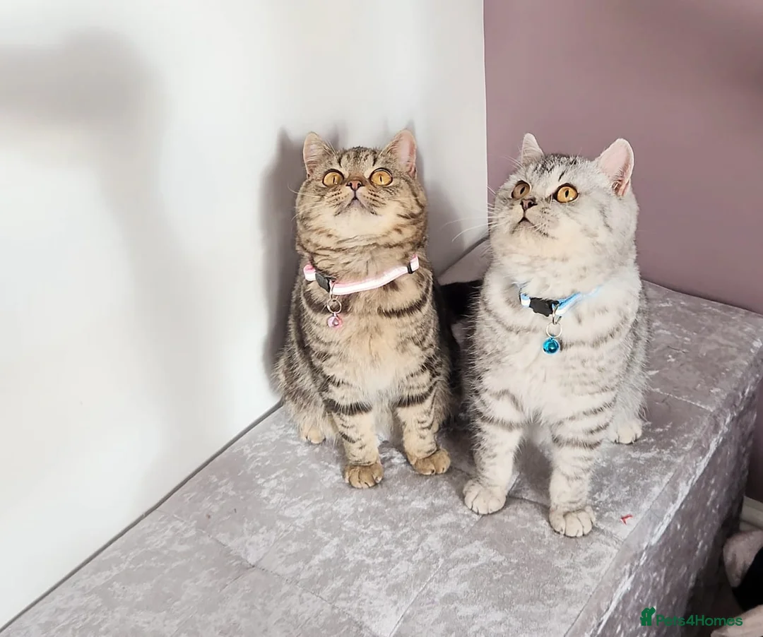 British Shorthair cats for sale: Amazing Quality Pedigree British Shorthair Kittens - Advert 12