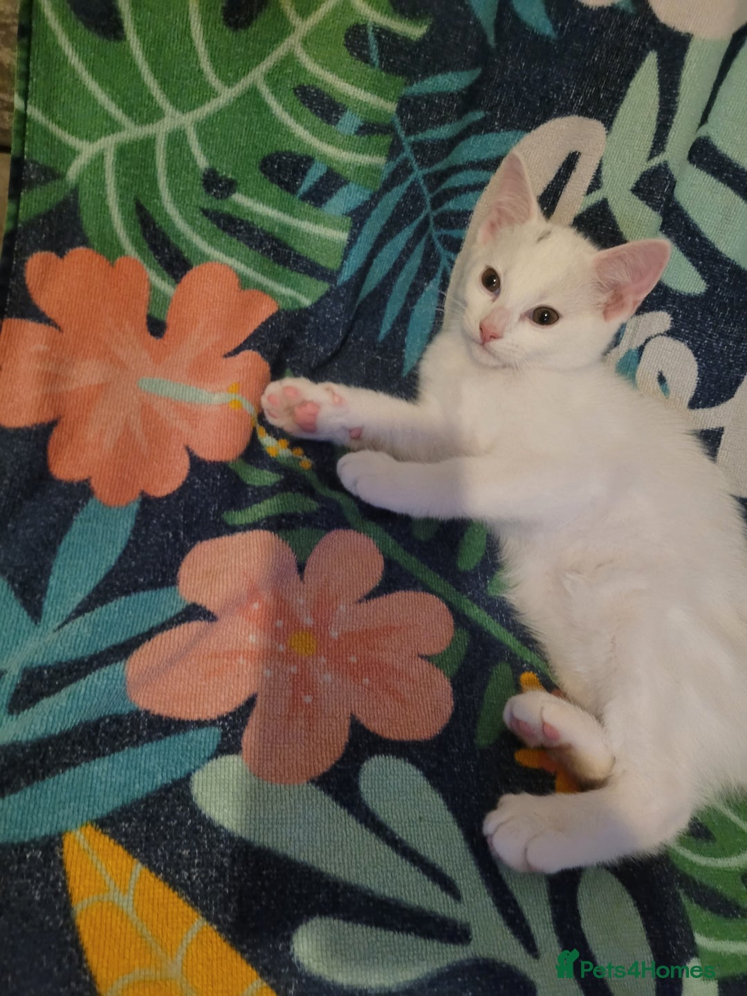 British Shorthair cats for sale: kittens - Image 5