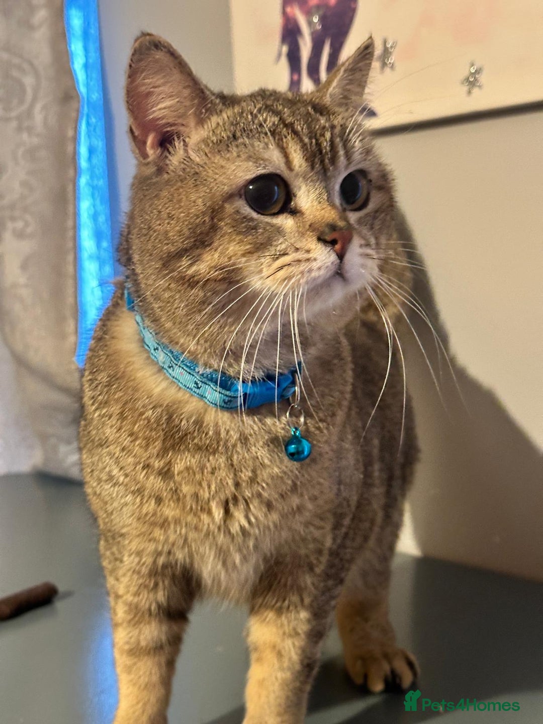 British Shorthair cats for sale: Active GCCF registered, BSH male NY12 - Advert 6