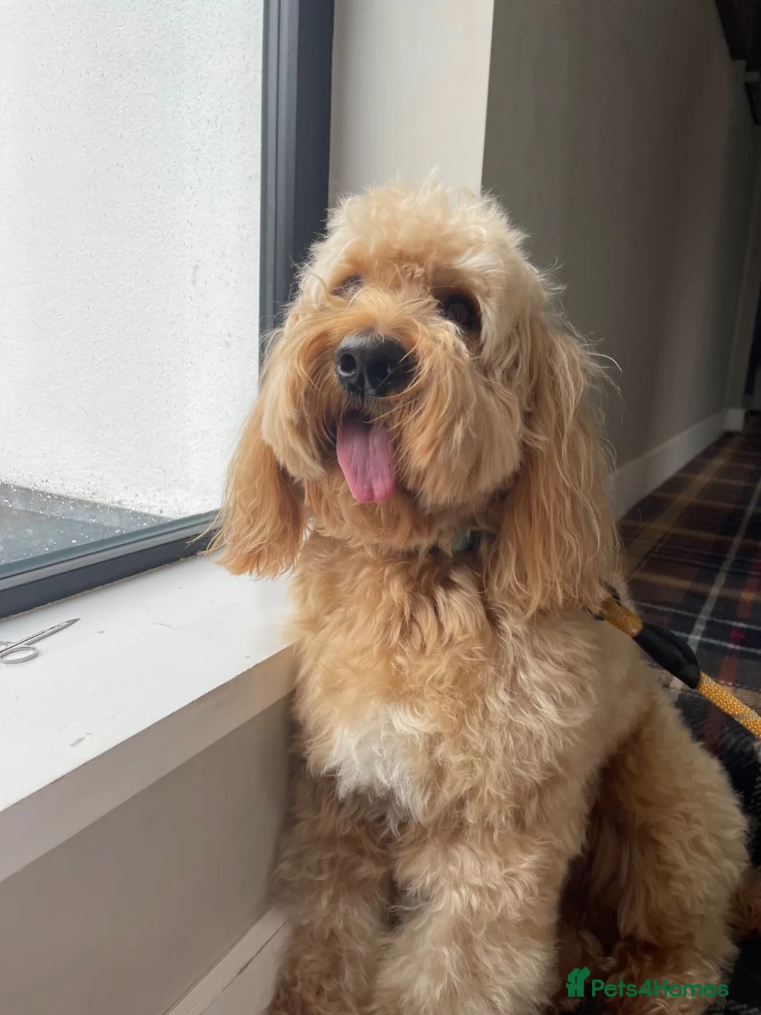 Cockapoo dogs for stud: Male Cockapoo FOR STUD ONLY - Advert 2