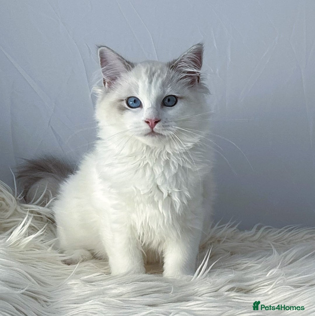 Ragdoll cats for sale: Playful Pedigree Ragdoll Kittens Available - Image 11