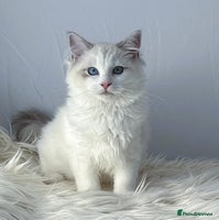 Ragdoll cats Playful Pedigree Ragdoll Kittens Available - Advert 5