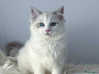 Ragdoll cats Playful Pedigree Ragdoll Kittens Available - Advert 2