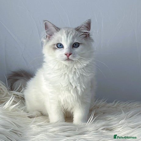 Ragdoll cats Playful Pedigree Ragdoll Kittens Available - Advert 9