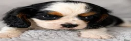 Cavalier King Charles Spaniel dogs for sale: Cavalier King Charles For Sale in Mansfield - Advert 3