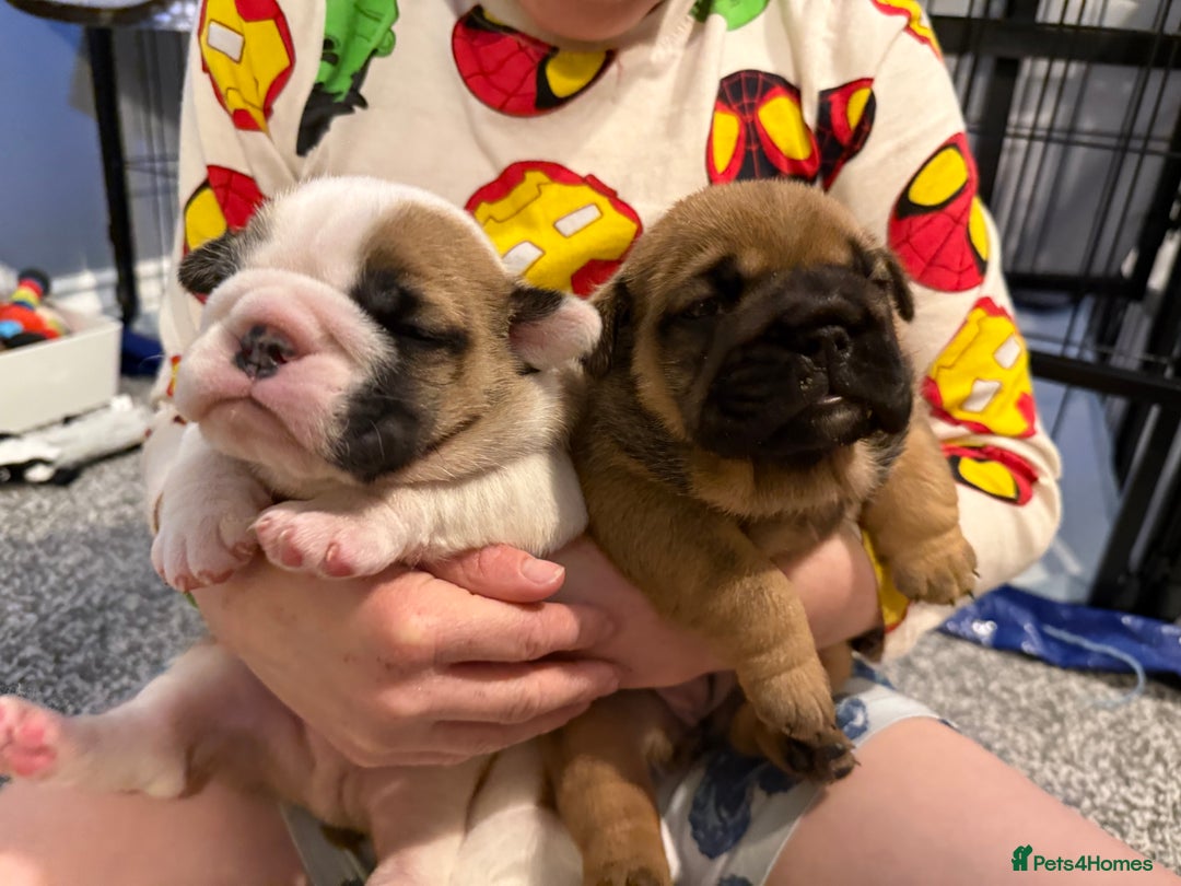 English Bulldog dogs for sale: Exceptional Show-Quality KC English Bulldog Boy - Advert 14