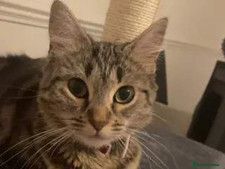 European cats British tabby 6 months old in Dudley - Advert 7