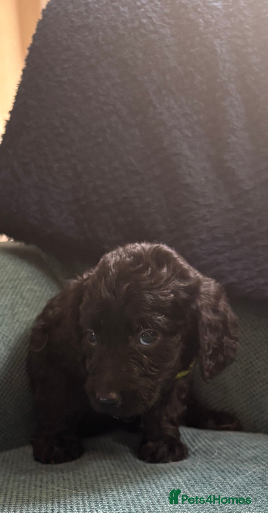 Goldendoodle dogs for sale: 12 Stunning Goldendoodles - Image 24