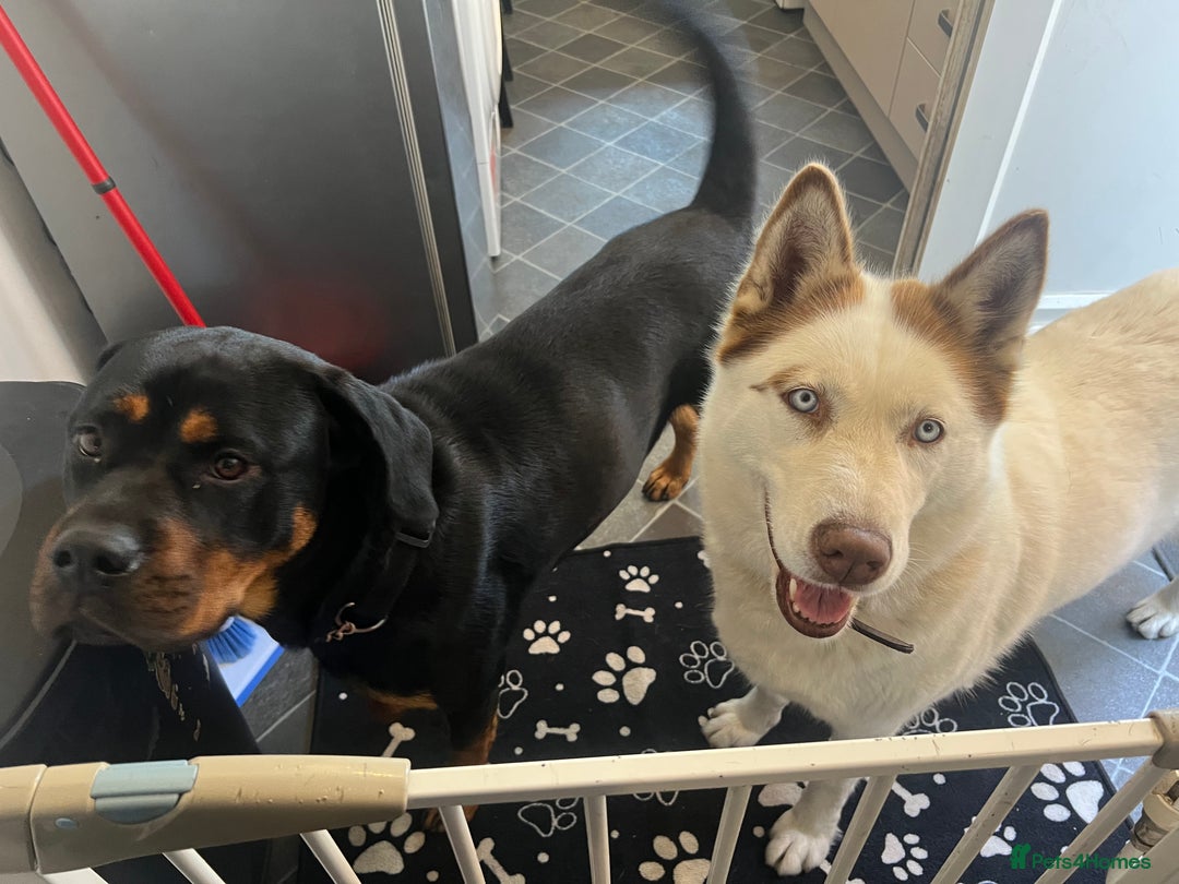Siberian Husky dogs for sale: Siberian husky female  - Image 1