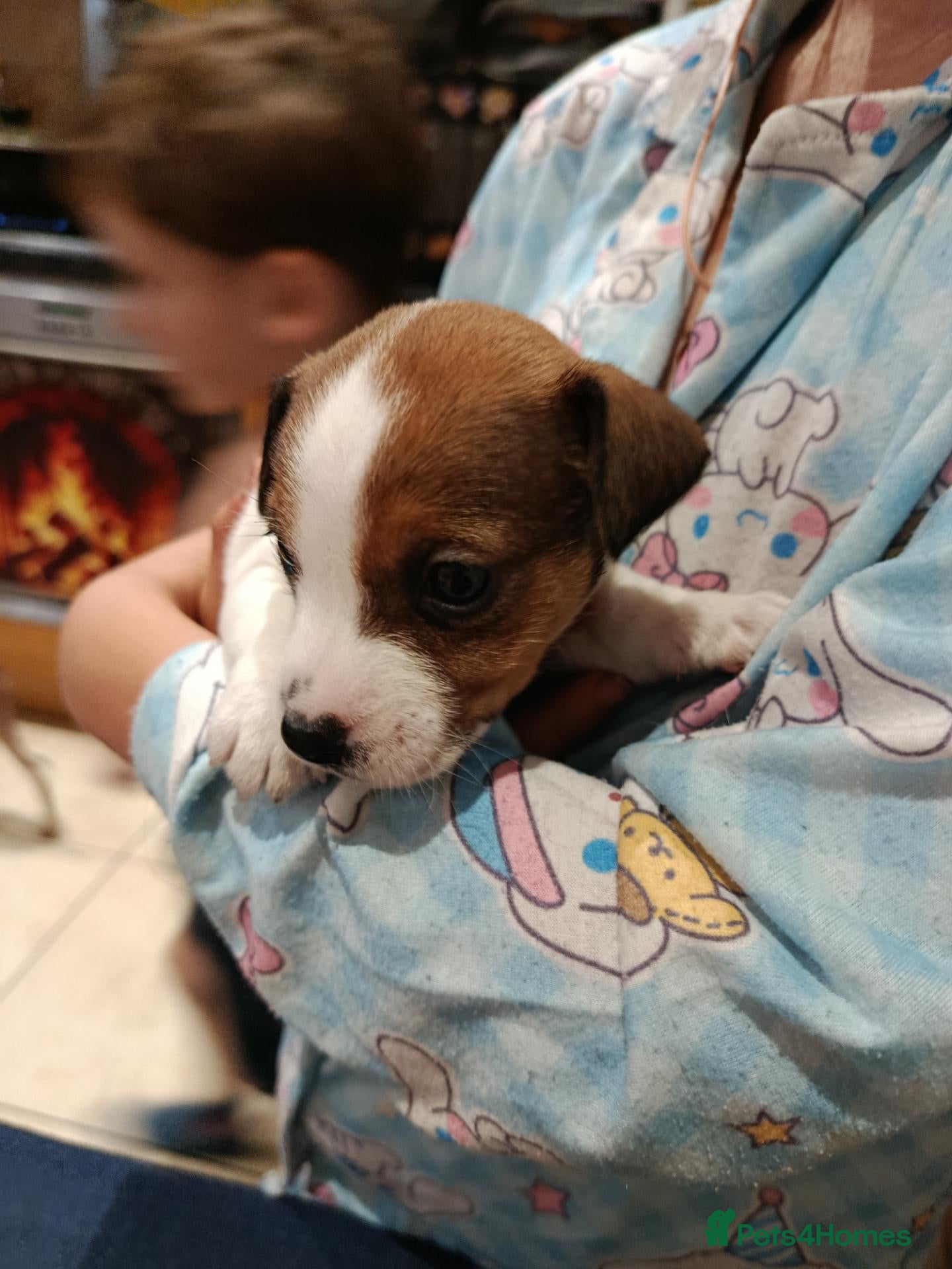 Jack Russell dogs 5 Beautiful Jack Russell Puppies - Advert 18