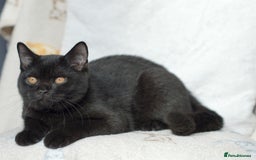 British Shorthair cats for sale: British shorthair kittens 😻😻😻 in High Wycombe - Image 3