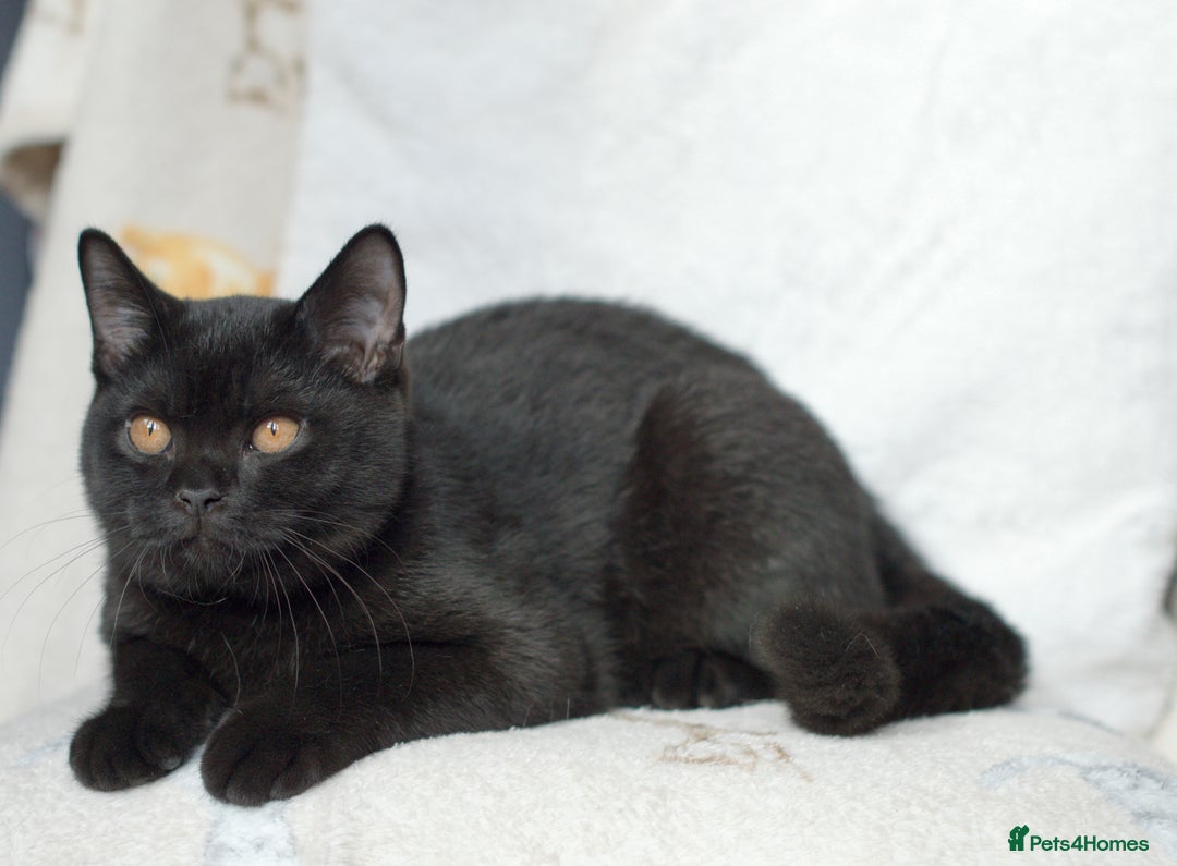 British Shorthair cats for sale: British shorthair kittens 😻😻😻 in High Wycombe - Image 3