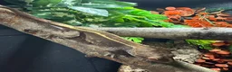 Gecko reptiles for sale: Male Capp crested gecko  - Advert 3