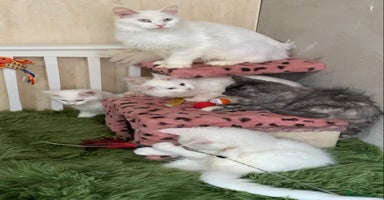 Maine Coon cats - Advert 6