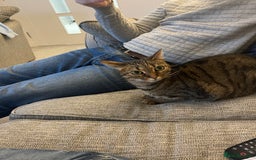Domestic Shorthair cats for sale: Two gorgeous sisters ready for their forever home - Image 7