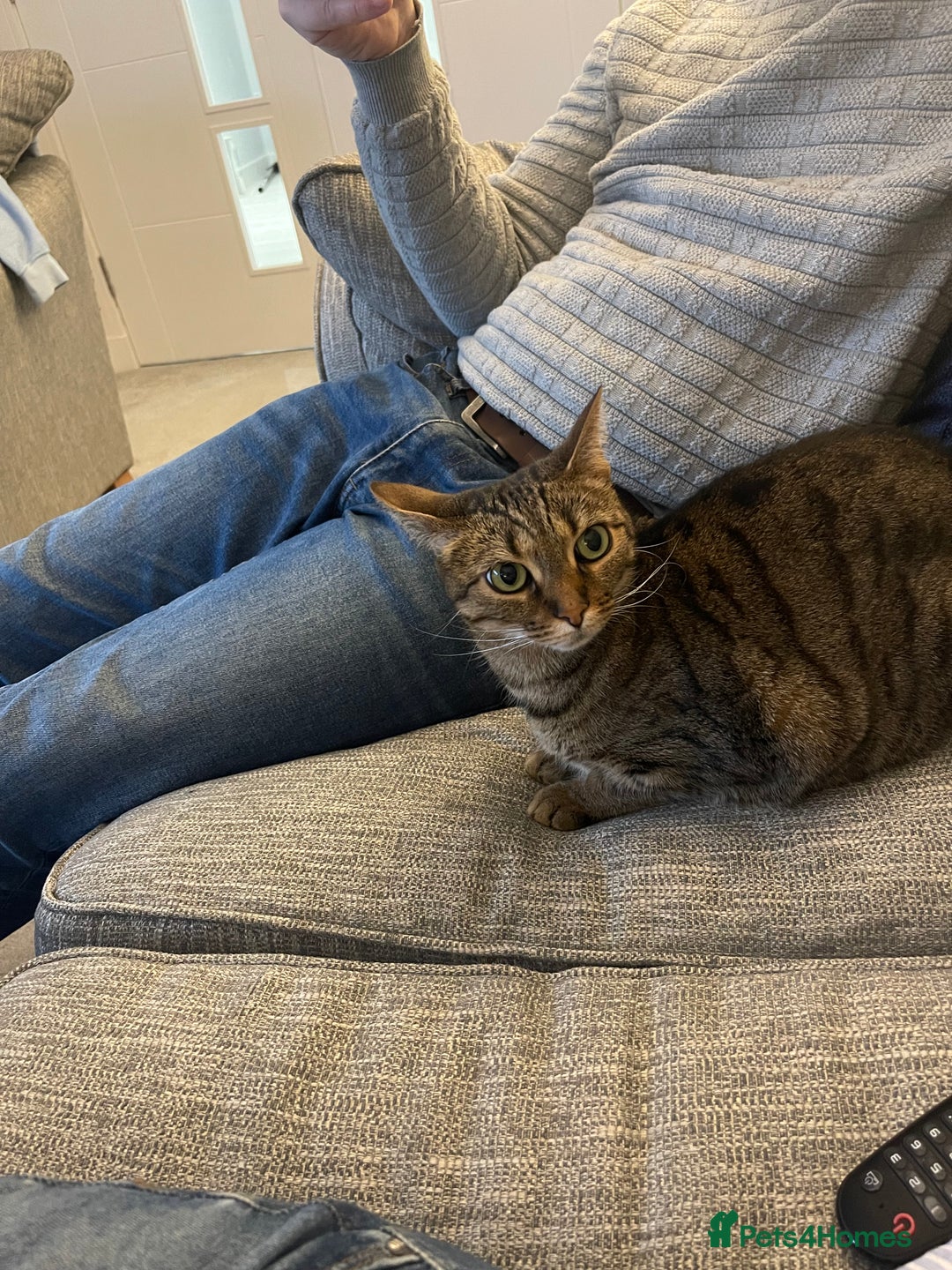 Domestic Shorthair cats for sale: Two gorgeous sisters ready for their forever home - Image 7