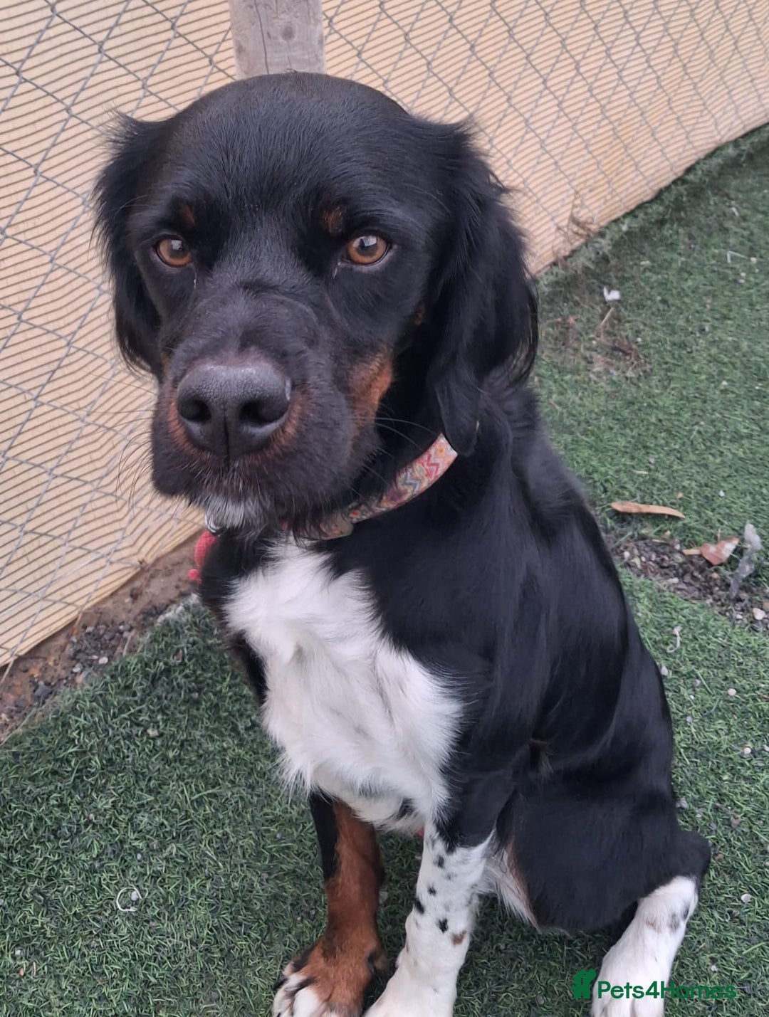 Mixed Breed dogs for adoption: Be BROODY's Best Friend.... - Advert 3