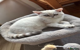 British Shorthair cats for sale: Silver shaded British Shorthair Kitten - Image 3