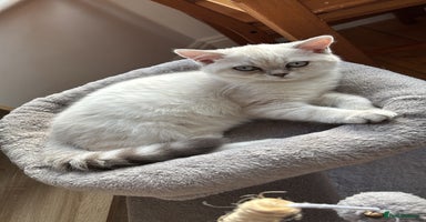British Shorthair cats - Advert 6