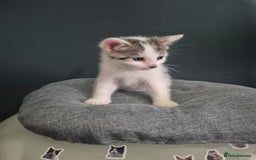 Mixed Breed cats for sale: Kittens needing their forever home - Image 3