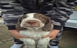 English Springer Spaniel dogs for sale: Springer spaniel puppies  - Image 2