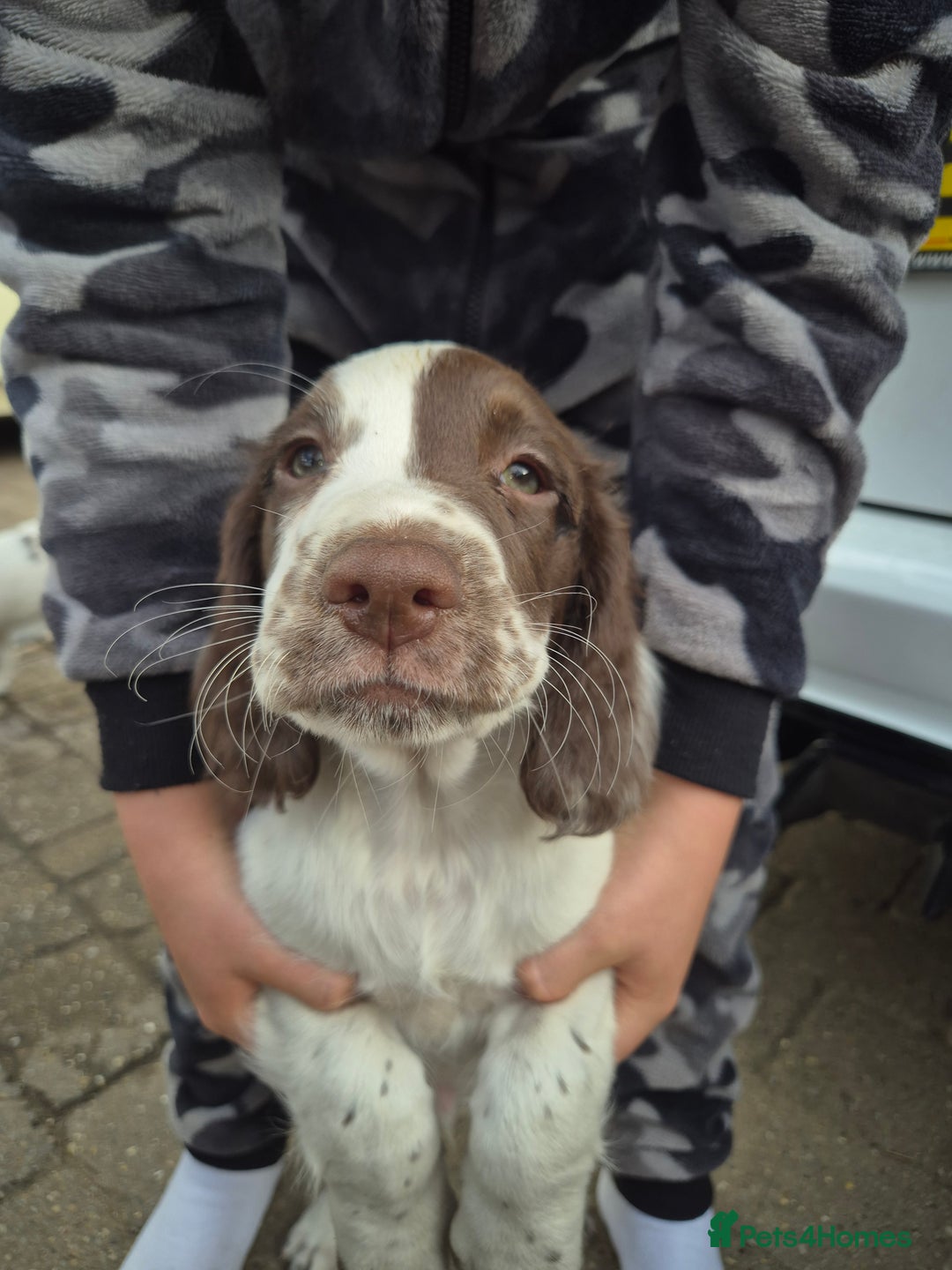 English Springer Spaniel dogs for sale: Springer spaniel puppies  - Image 2