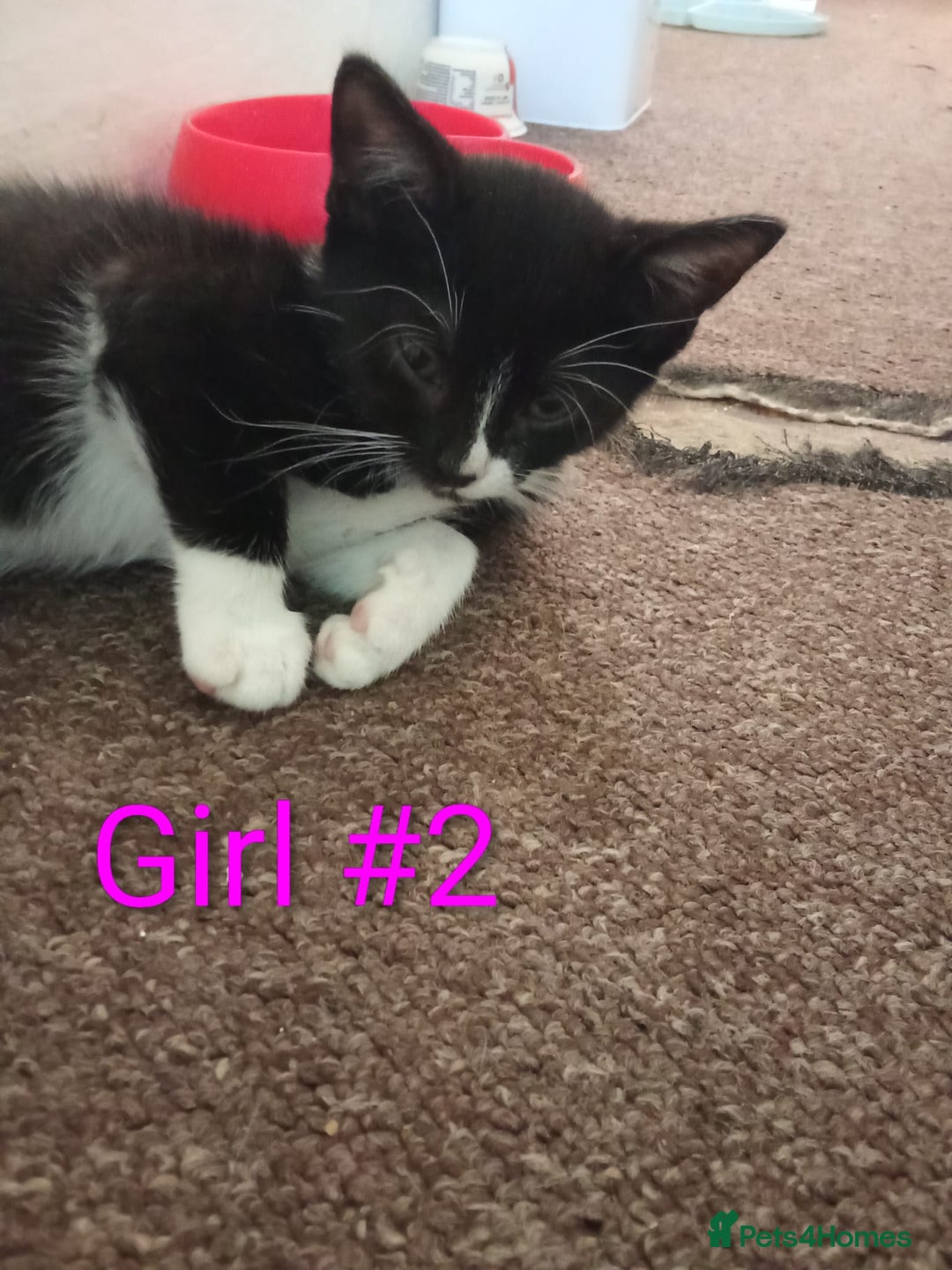 Mixed Breed cats for sale: Kittens for sale - Advert 8