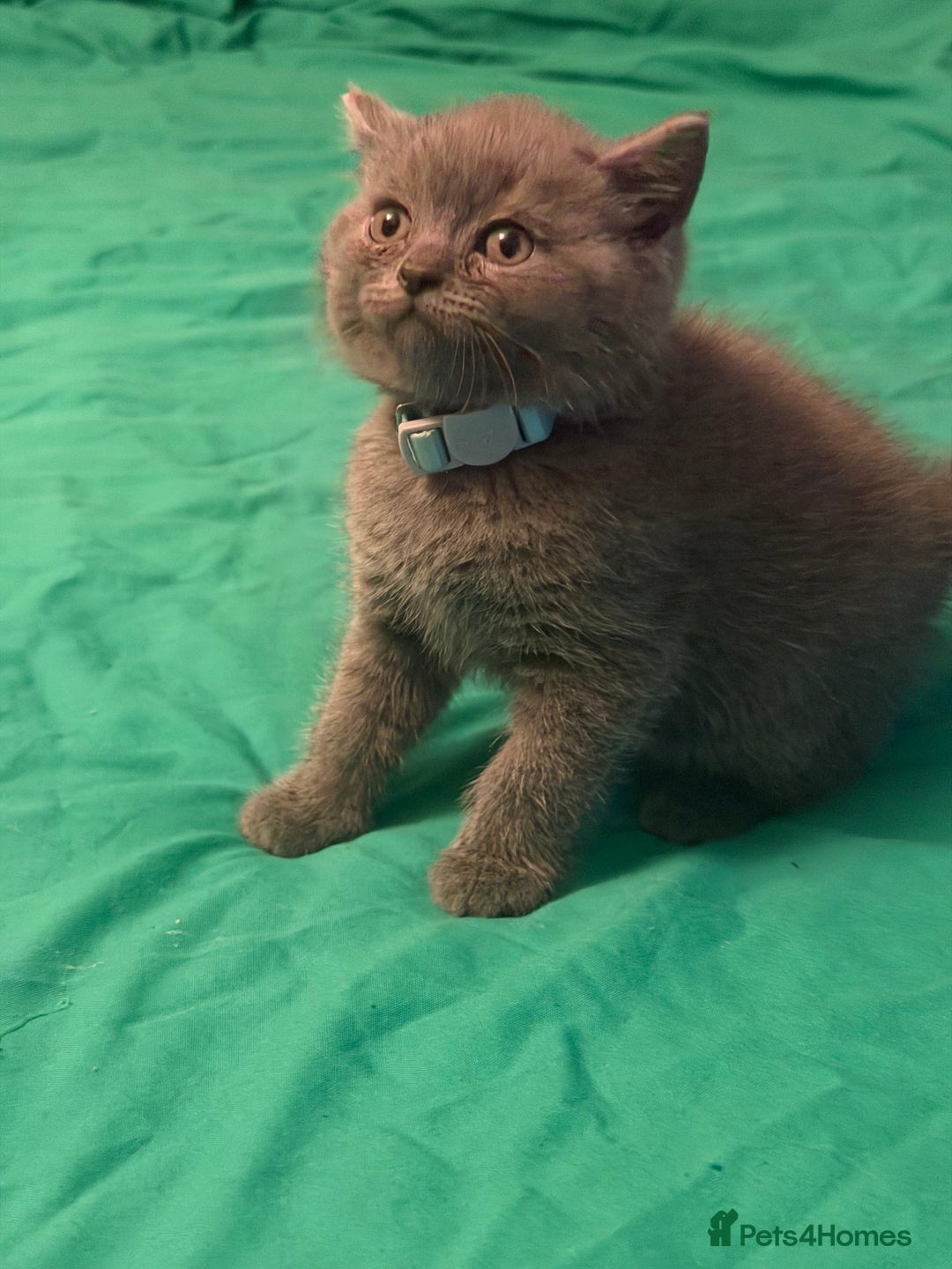 Scottish Fold cats for sale: Scottish fold kittens - Advert 30