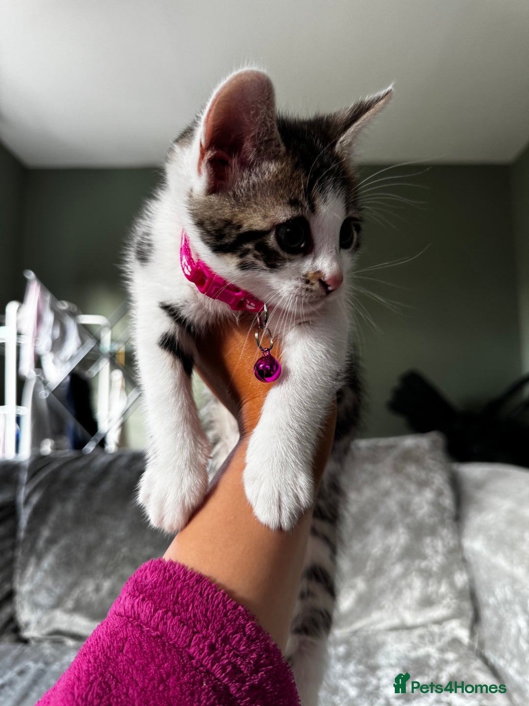 British Shorthair cats for sale: ✨🍑 PEACH & PISTACHIO 💚✨ - Image 3