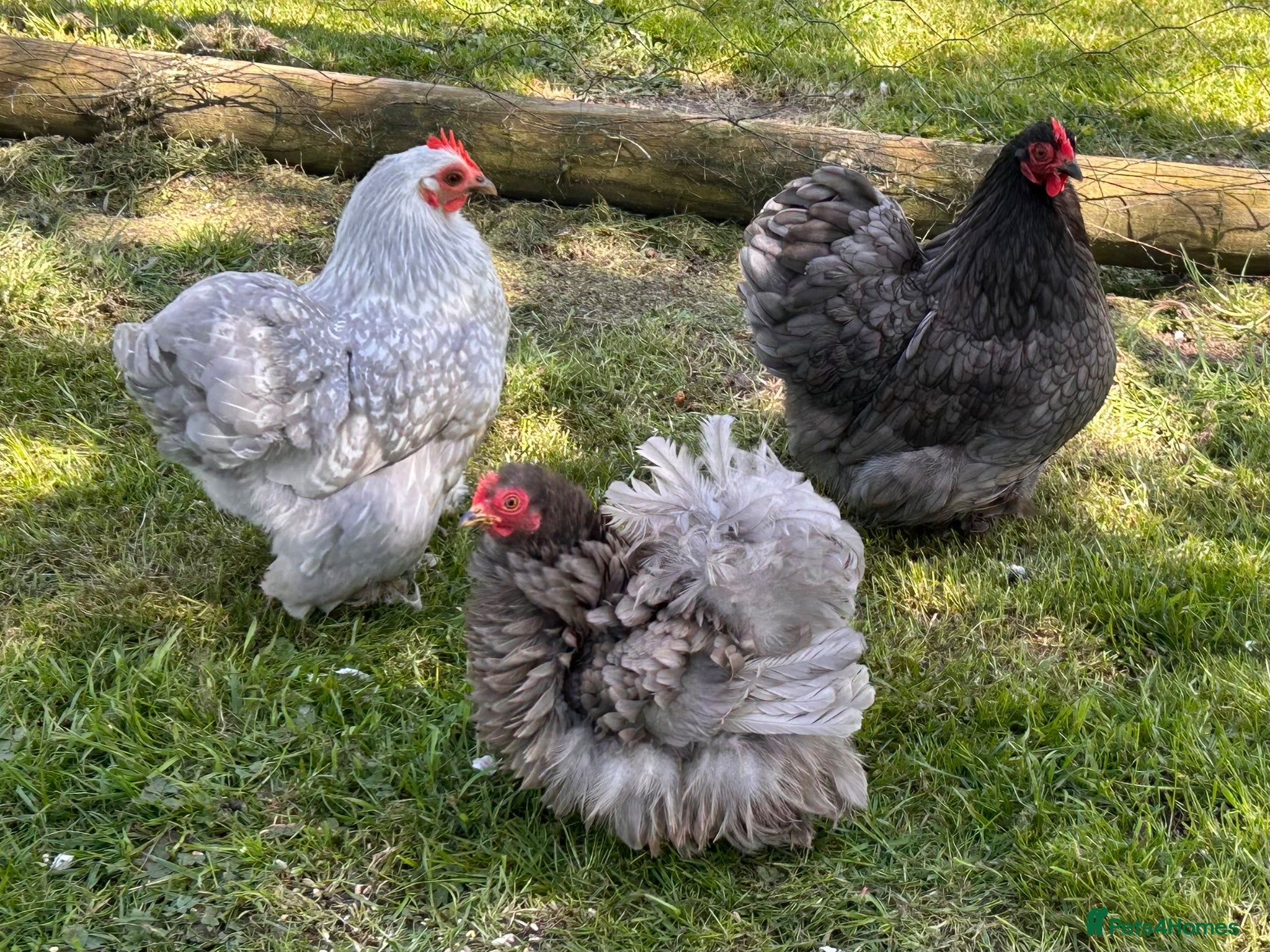 Chickens poultry Trio of Pekin Bantam Hens - Advert 1