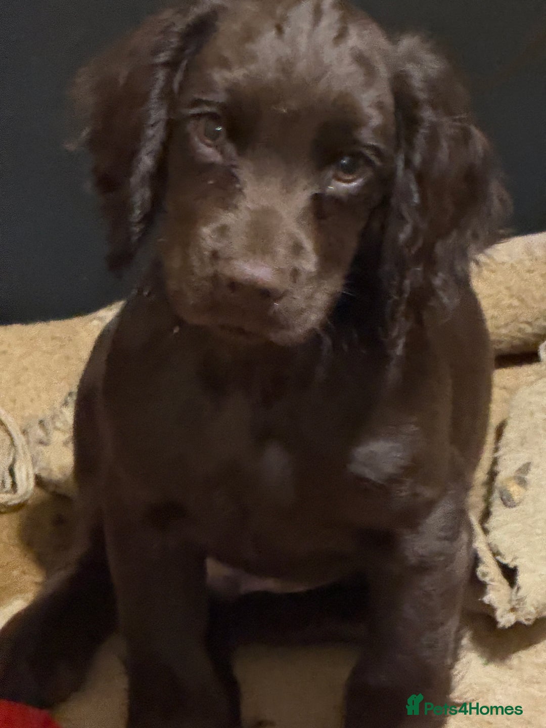 Cocker Spaniel dogs for sale: K.C. Well bred chocolate working cocker spaniels - Advert 28