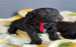 Mixed Breed dogs for sale: Foxipoo puppy’s  - Image 1