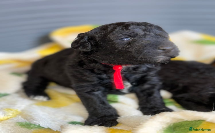 Mixed Breed dogs - Advert 1
