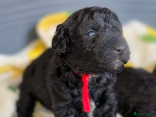 Mixed Breed dogs - Advert 11