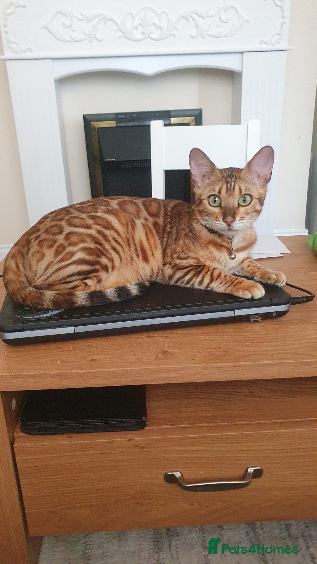 Bengal cats for sale: Beautiful Bengal kittens - Advert 1