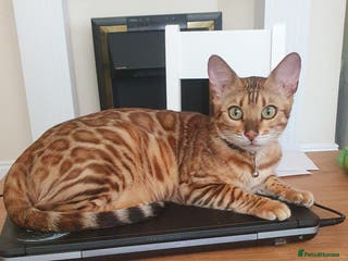 Bengal cats Beautiful Bengal kittens - Advert 4