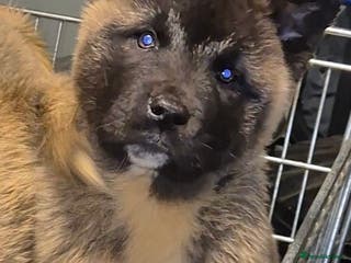 Akita dogs AMERICAN AKITA BLACK MASK BEARS - Advert 4