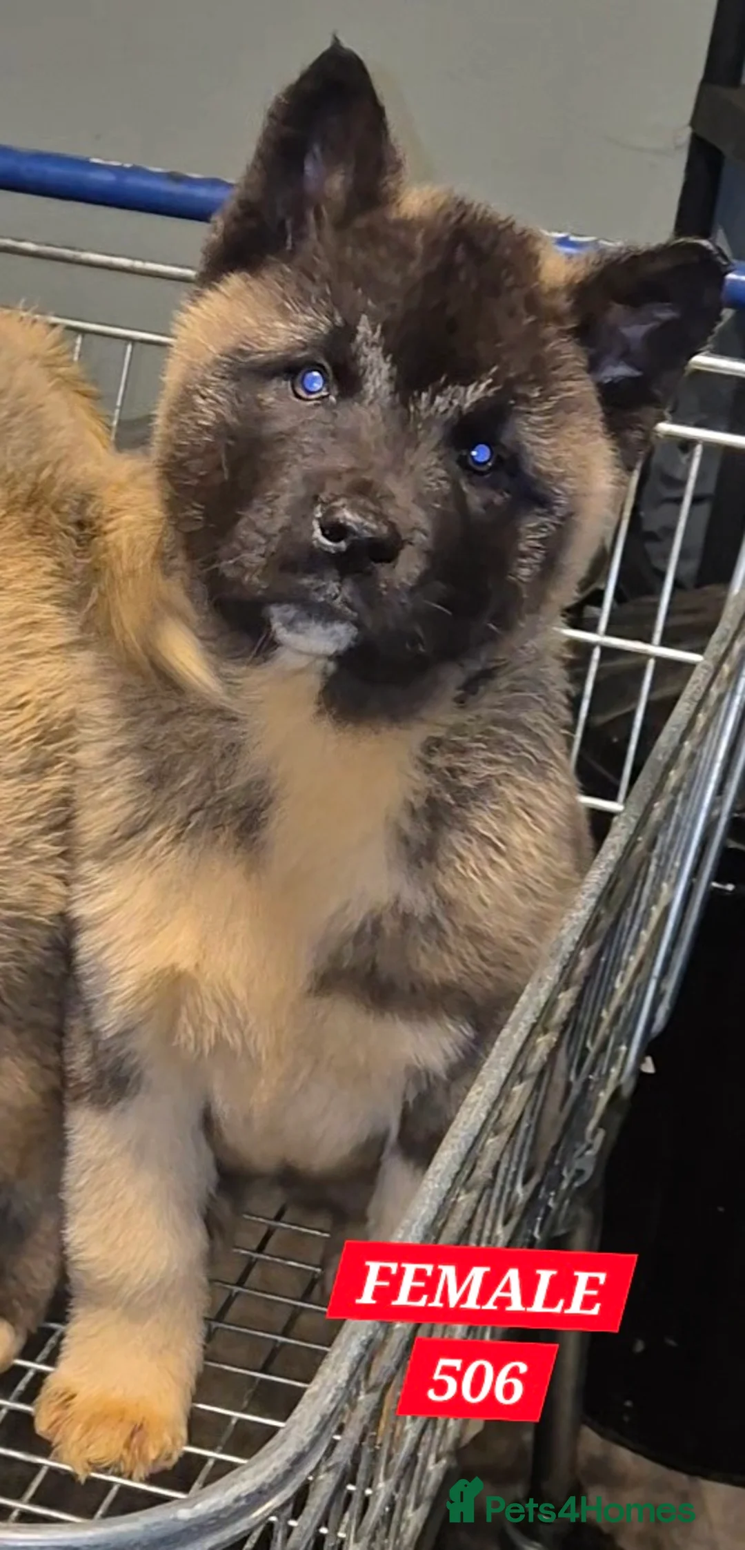 Akita dogs for sale: AMERICAN AKITA FEMALES BLACK MASK BEARS - Advert 11
