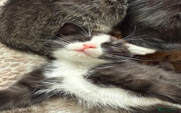 Ragdoll cats for sale: RAGDOLL X FOR SALE  - Image 1