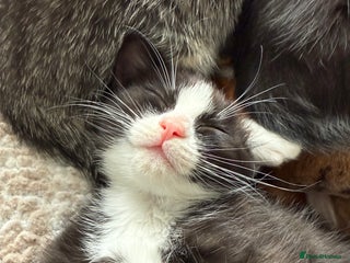 Ragdoll cats - Advert 2