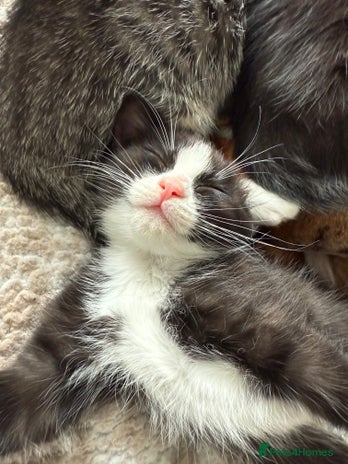 Ragdoll cats - Advert 2