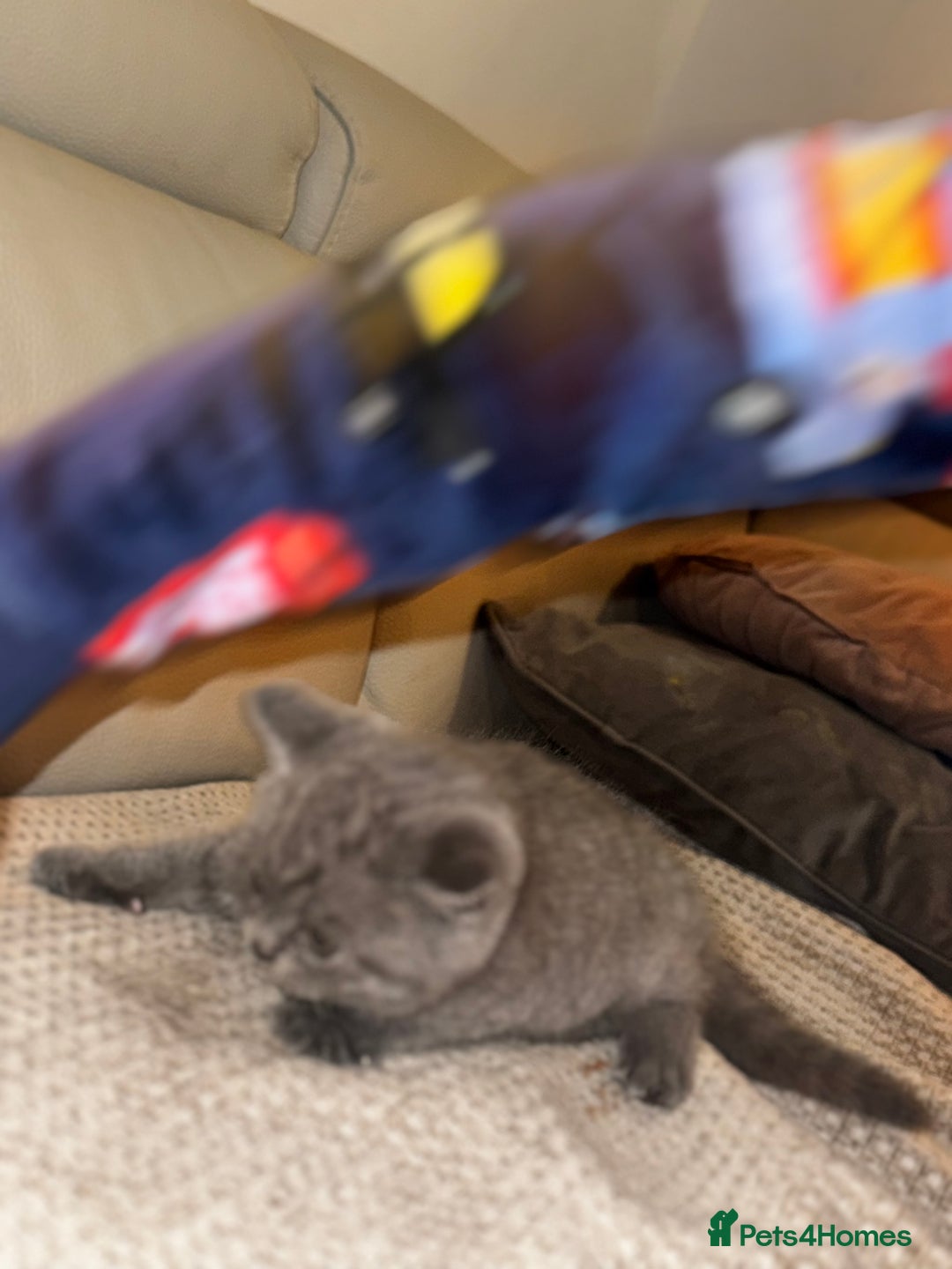 British Shorthair cats for sale: British short hair kittens - Advert 17