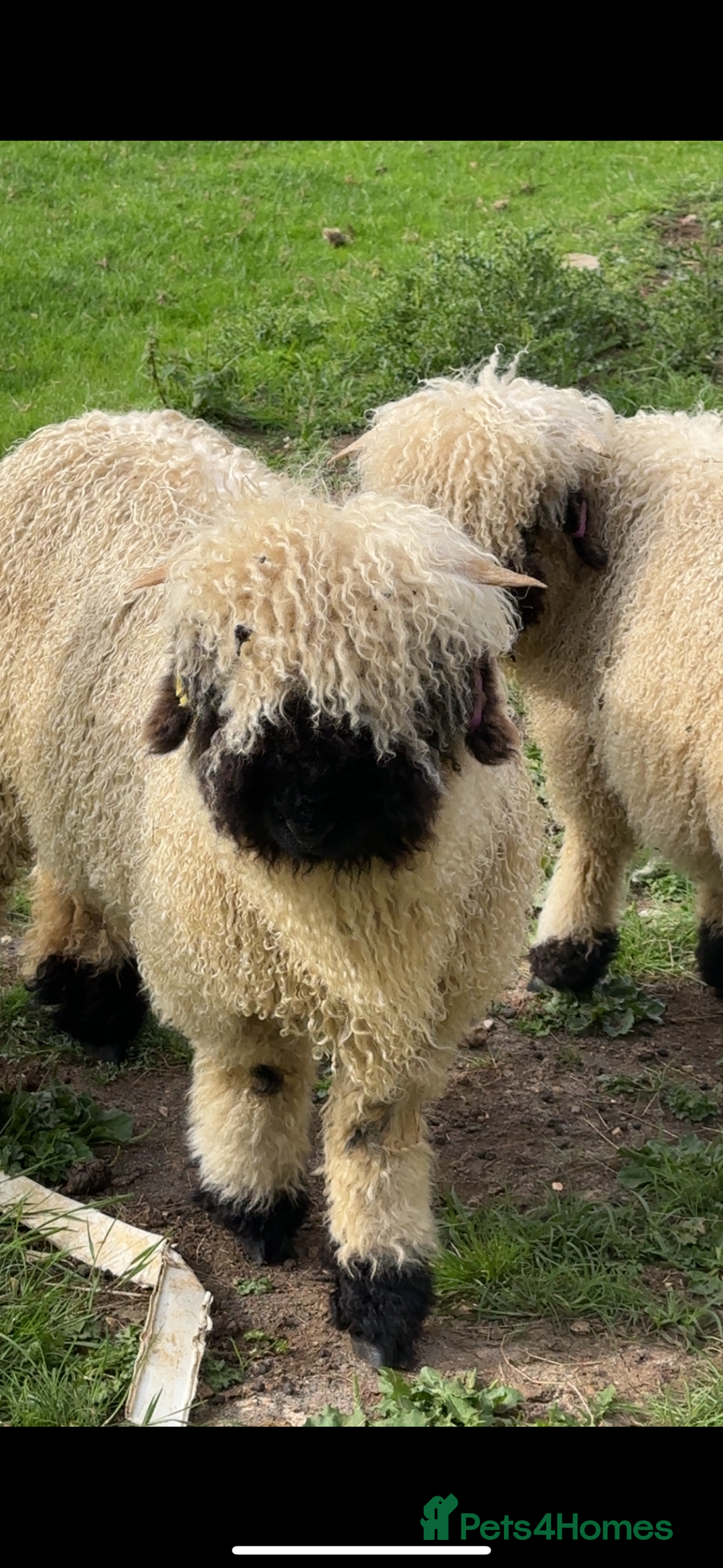 Sheep livestock for sale: Valais blacknose ewe lamb and weather  - Image 2