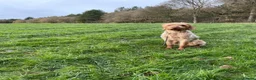 Hungarian Vizsla dogs for sale: Non registered Wire haired Hungarian vizsla pups in Barnsley - Advert 2