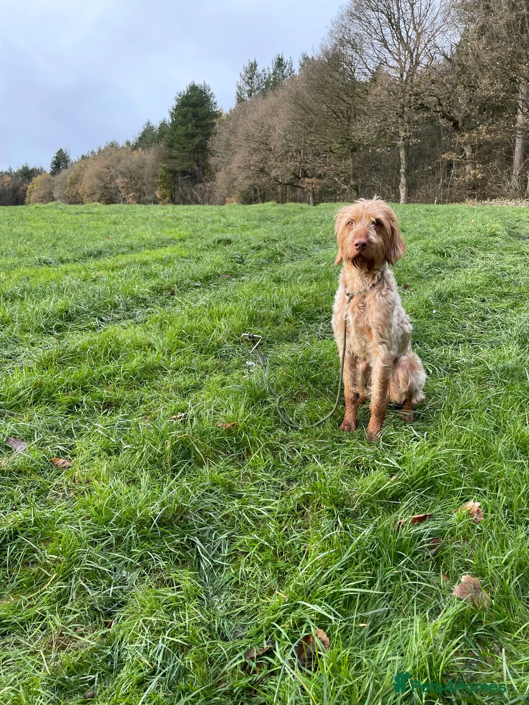 Hungarian Vizsla dogs for sale: Non registered Wire haired Hungarian vizsla pups in Barnsley - Advert 2
